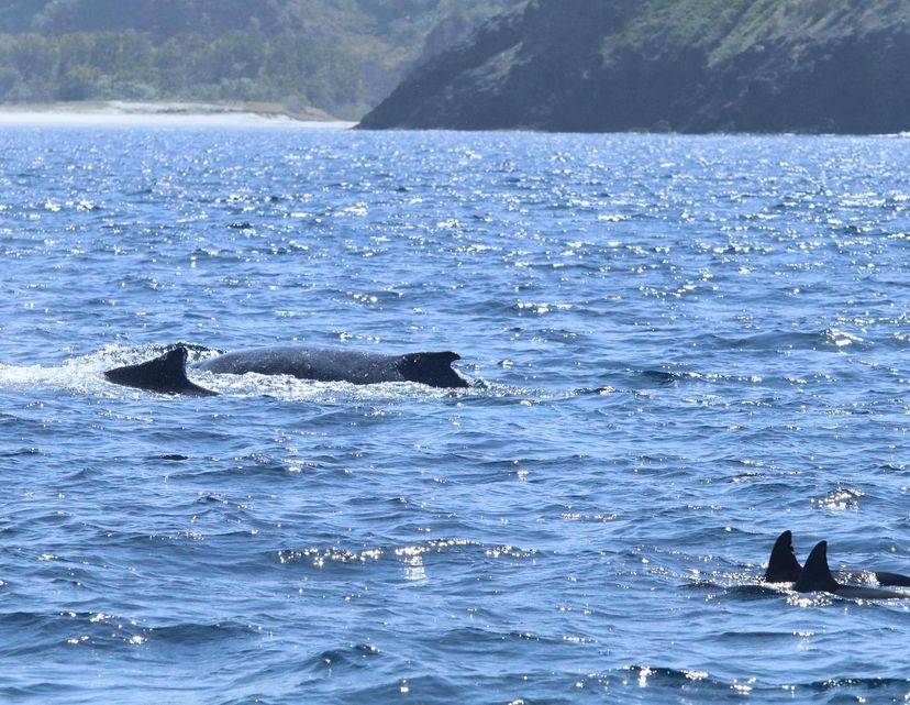 [Tokyo Ogasawara Island] Asia Galapagos Diving Heaven Ogasawara 7 Days 6 Nights Diving Tour