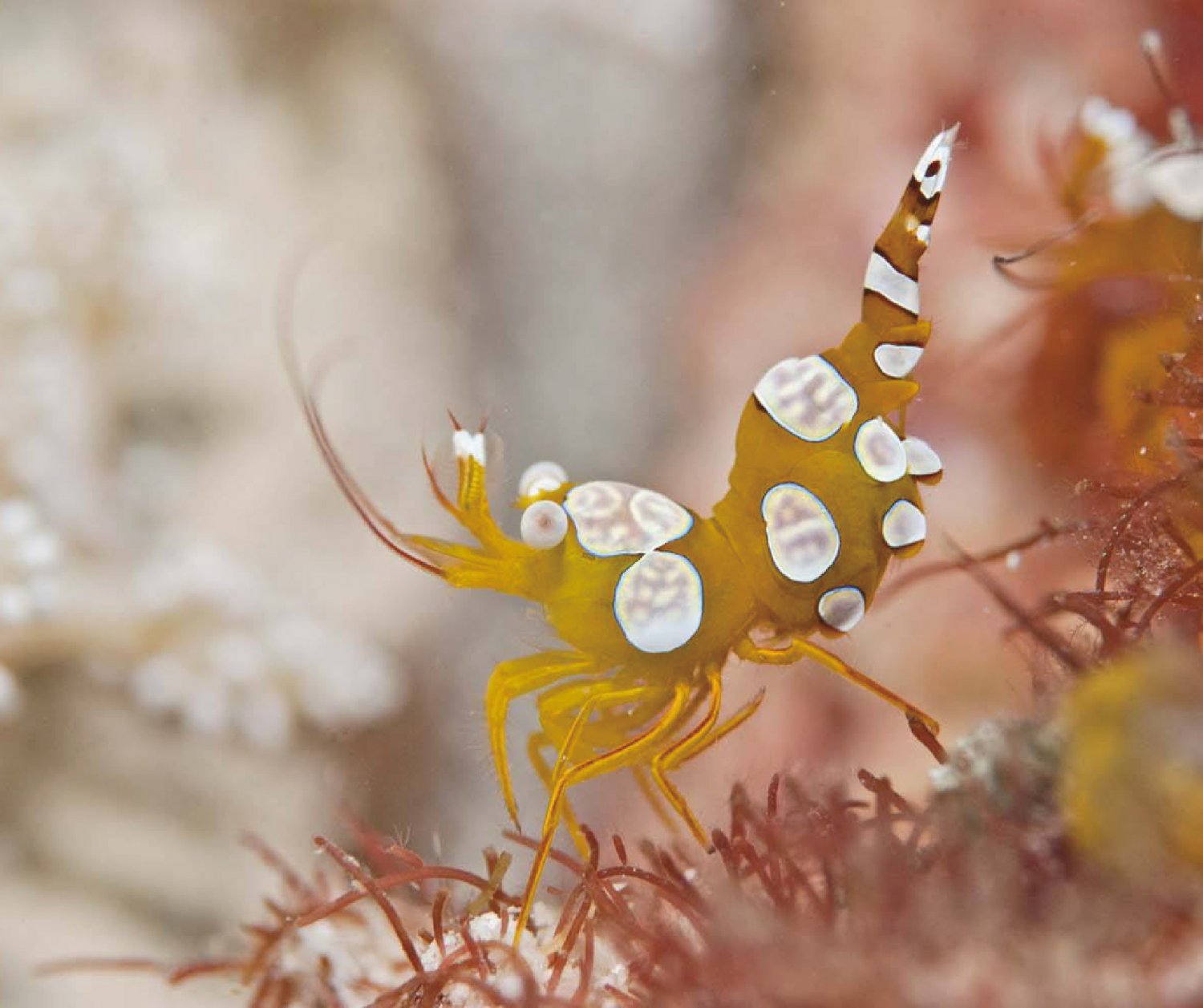 【Sipadan】Kapalai Dive Resort Malaysia Diving package