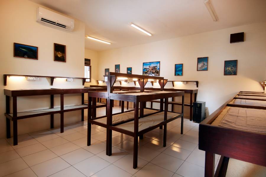 【Lembeh】Solitude Lembeh Resort Indonesia diving package