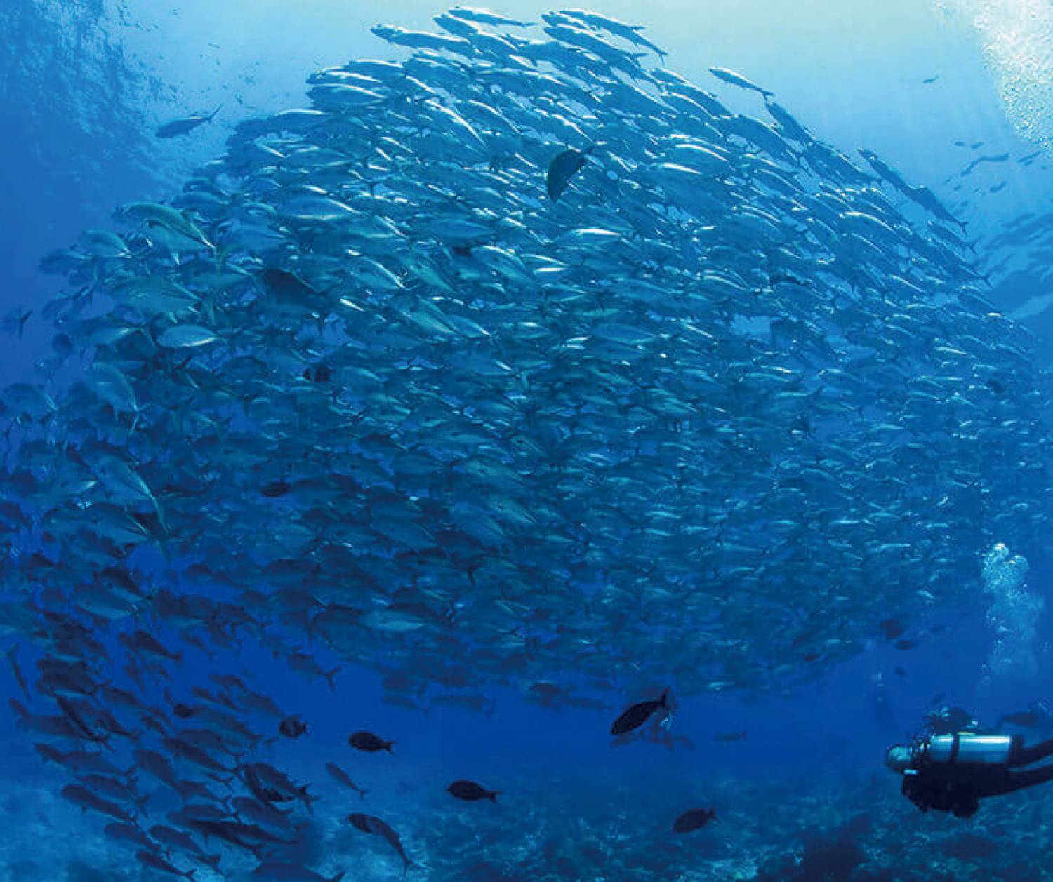 【Dumaguete】Atlantis Dumaguete Dive Resort Philippines Diving package