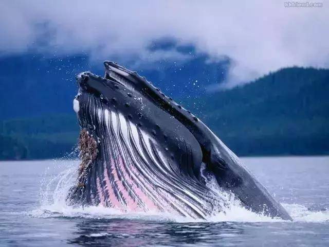 [Tokyo Ogasawara Island] Asia Galapagos Diving Heaven Ogasawara 7 Days 6 Nights Diving Tour
