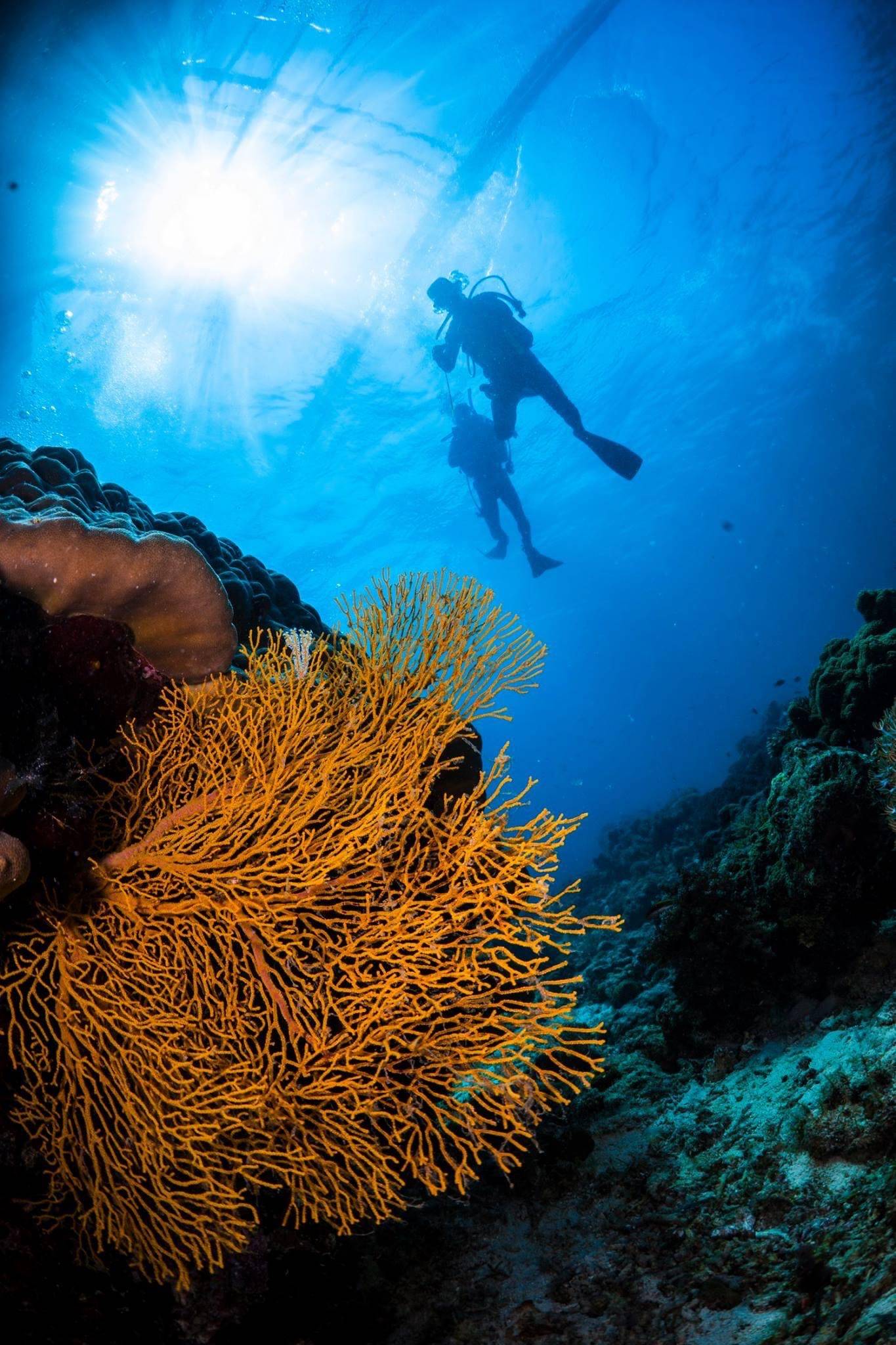 【Cebu】Paradive Mactan Scuba Diving Resort 4 days 3 nights Philippines Diving package