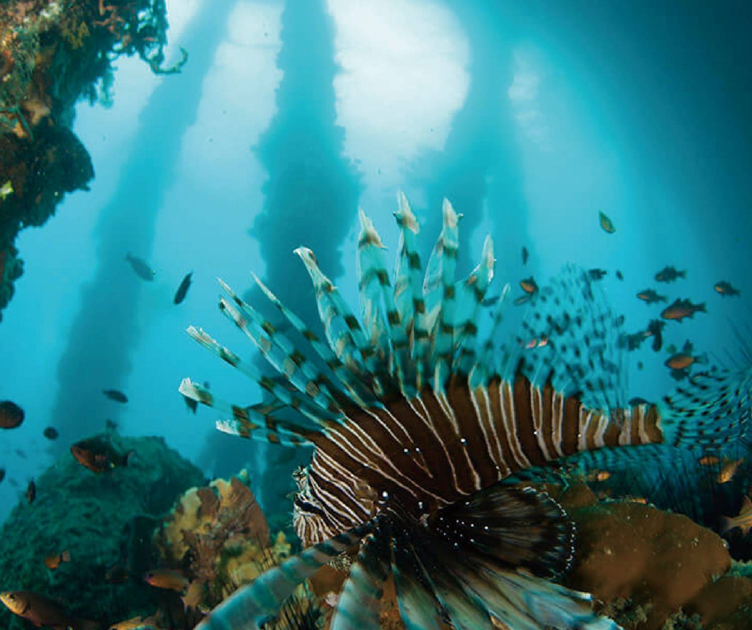 【Puerto Galera】Atlantis Puerto Galera resort Philippine Diving package