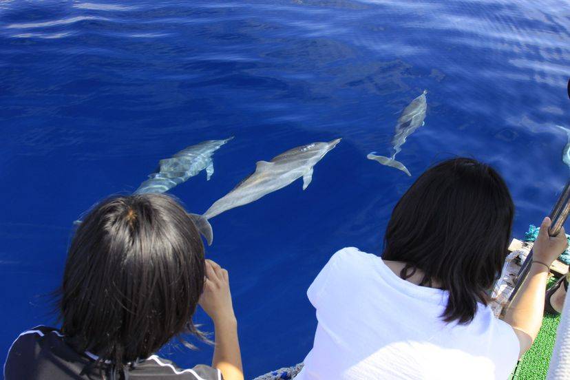 [Tokyo Ogasawara Island] Asia Galapagos Diving Heaven Ogasawara 7 Days 6 Nights Diving Tour