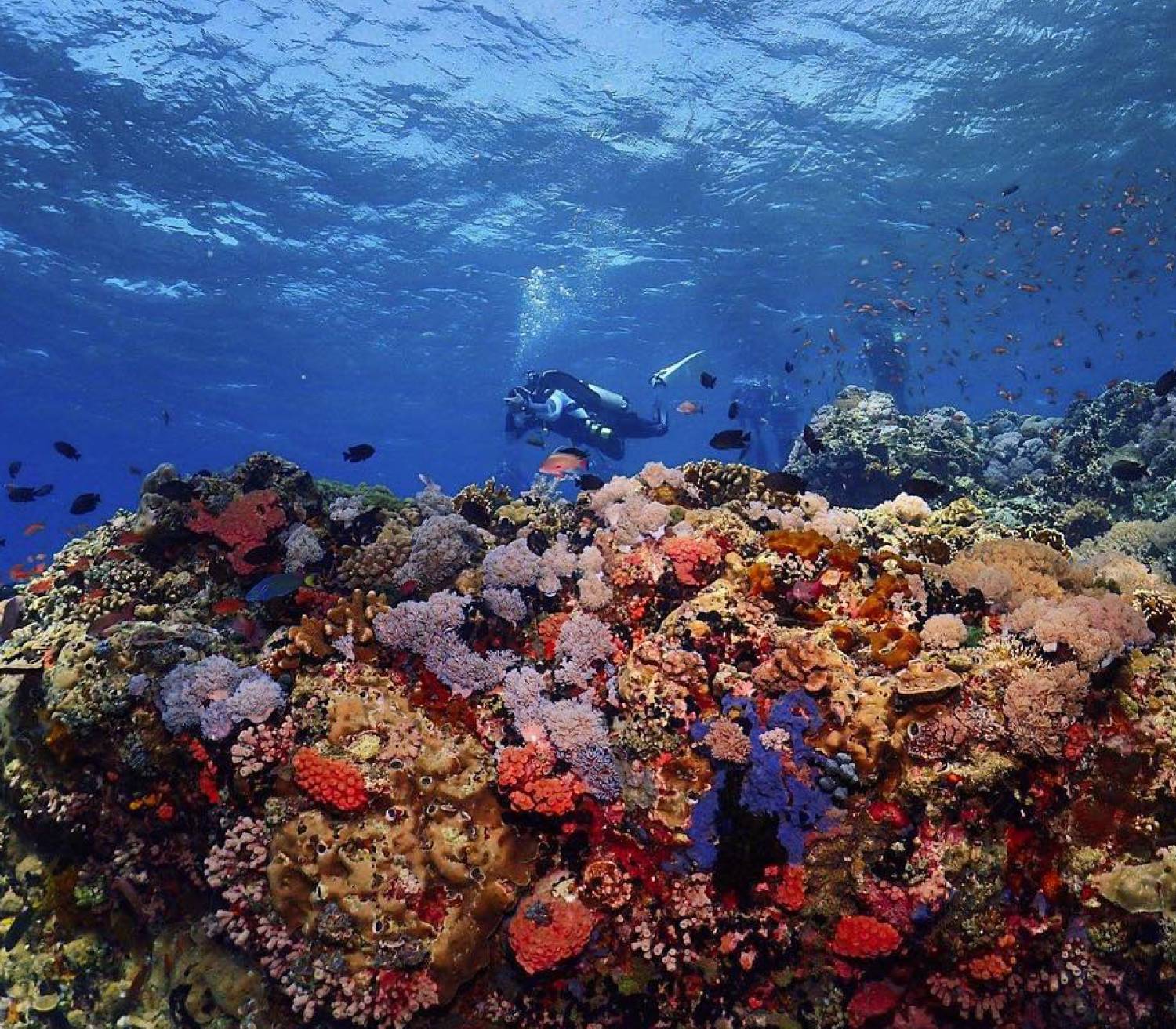 【Anilao】Casa Escondida Anilao Resort Beach & Dive Centre Philippines 5 days 4 nights Diving package