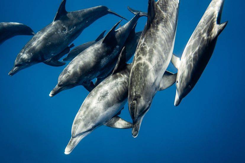 [Tokyo Ogasawara Island] Asia Galapagos Diving Heaven Ogasawara 7 Days 6 Nights Diving Tour