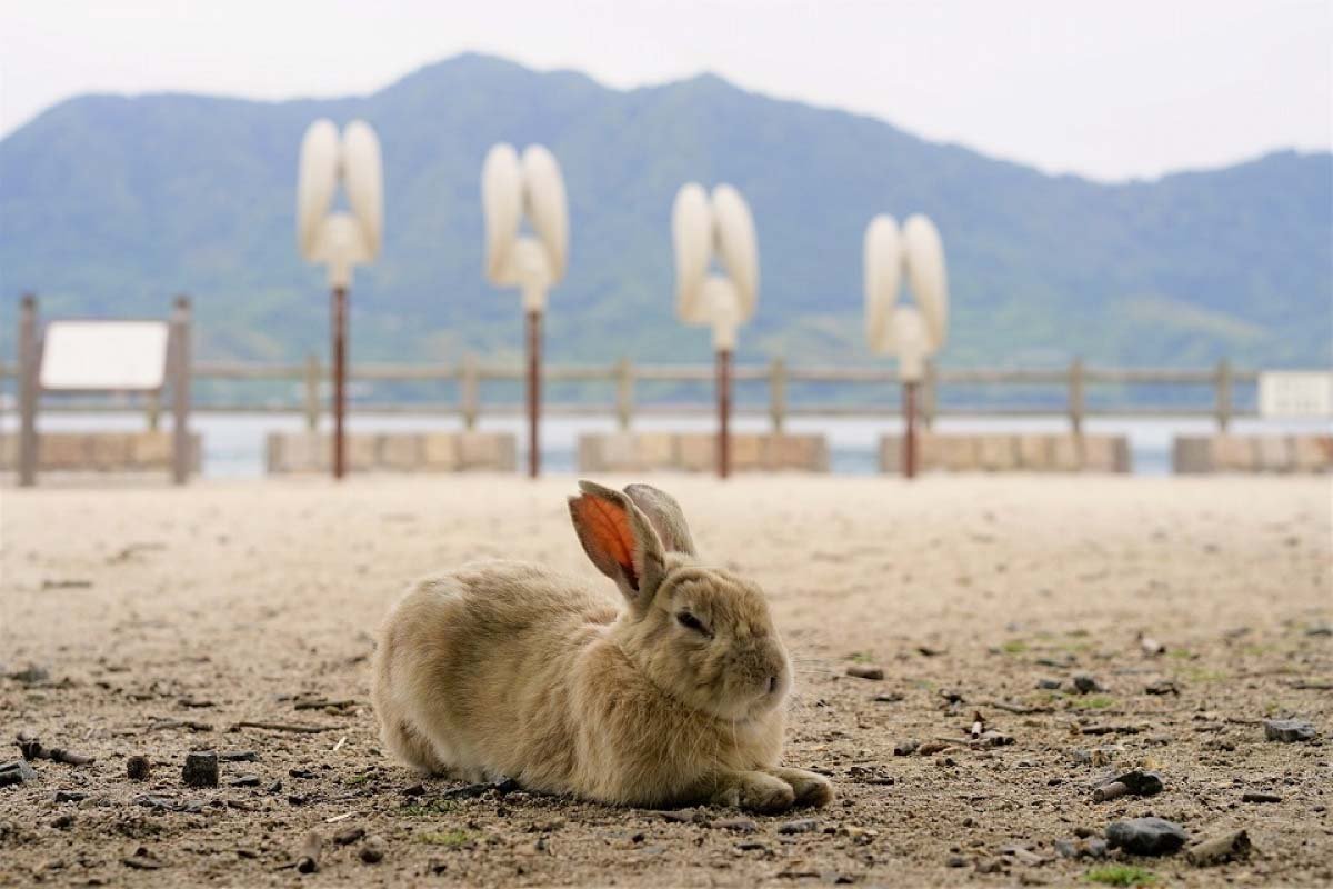 [Japan JR Pass] Okayama, Hiroshima, and Yamaguchi Area Rail Pass | Electronic Ticket (5 Days)