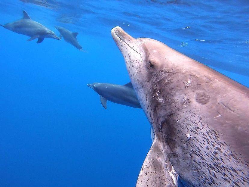 [Tokyo Ogasawara Island] Asia Galapagos Diving Heaven Ogasawara 7 Days 6 Nights Diving Tour