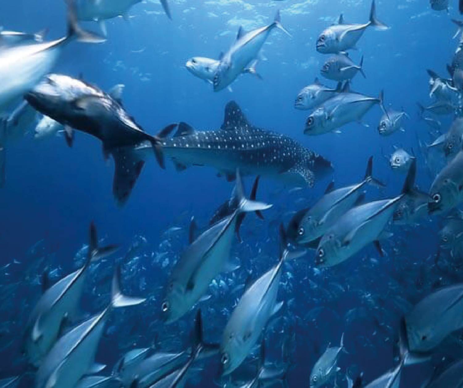 【Puerto Galera】Atlantis Puerto Galera resort Philippine Diving package