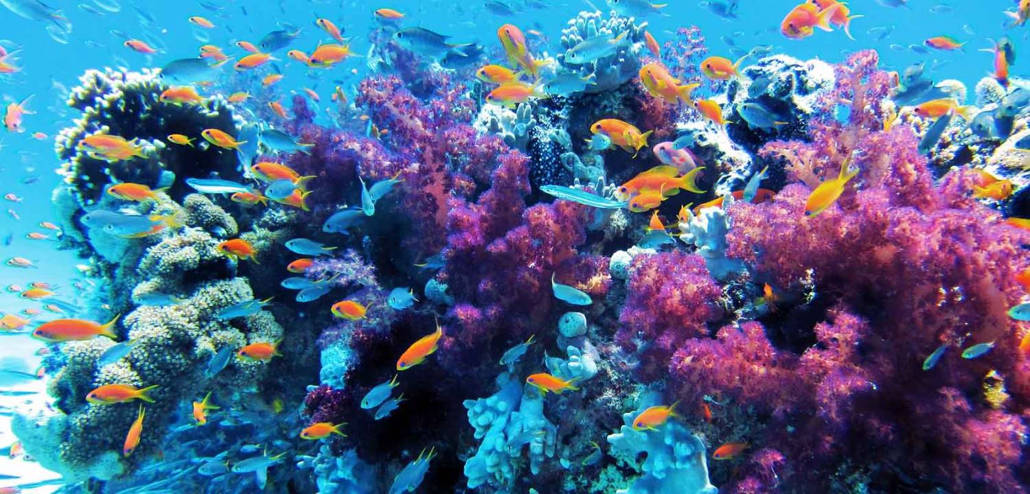 【Anilao】La Chevrerie Resort Philippines Diving package