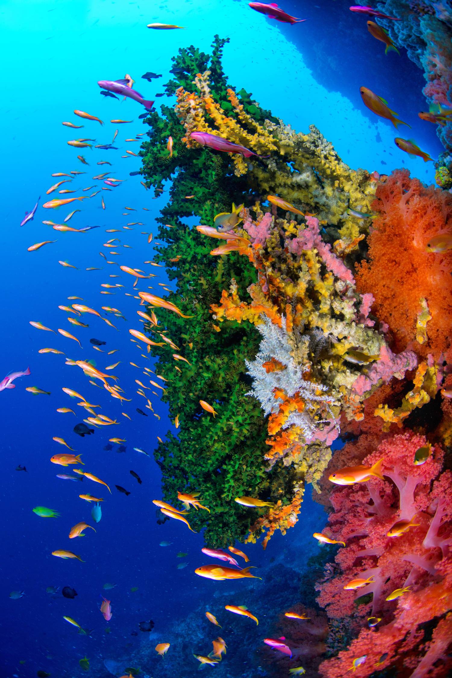 【Moalboal】墨寶Paradive Moalboal Scuba Diving Resort 4 days 3 nights Philippines Diving package