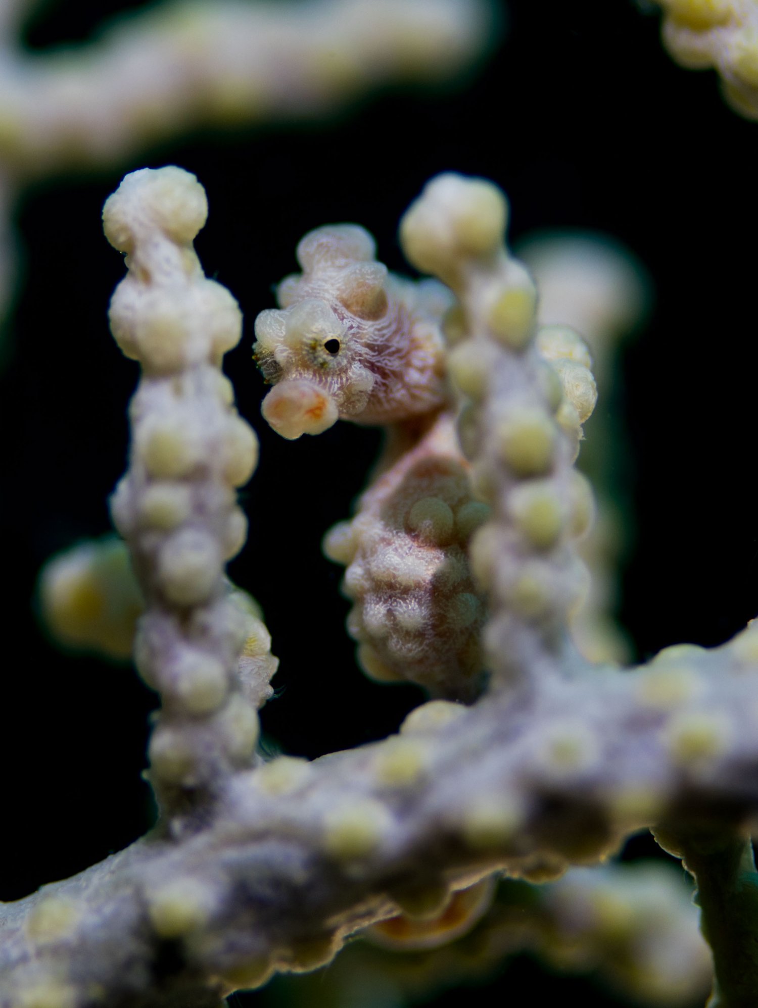 【Malapascua】Buena Vida Resort Philippines Diving package