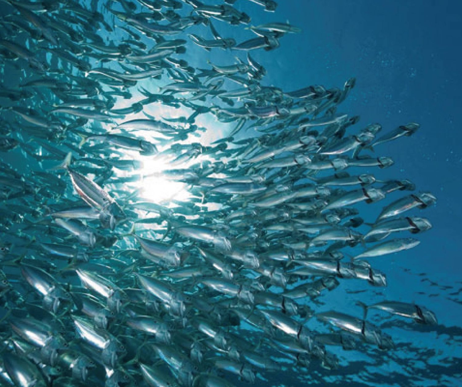 【Sipadan】Kapalai Dive Resort Malaysia Diving package