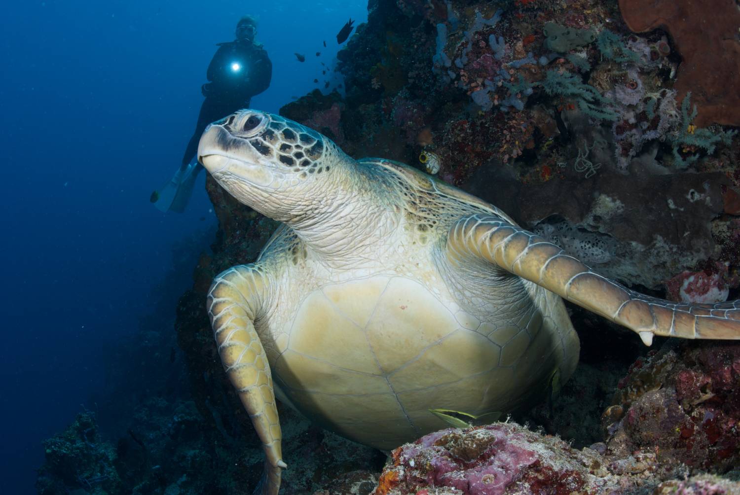 【Indonesia】 Murex Bangka Dive Resort diving package