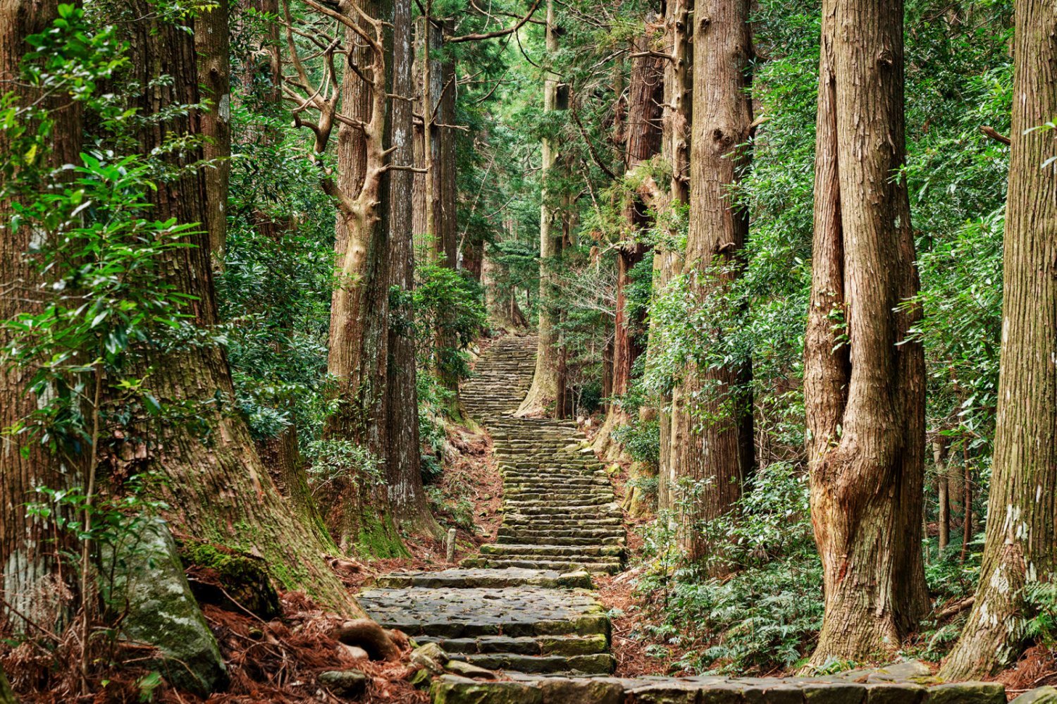 [Japan JR Pass] Ise, Kumano, and Wakayama Area Rail Pass | Electronic Ticket (5 Days)