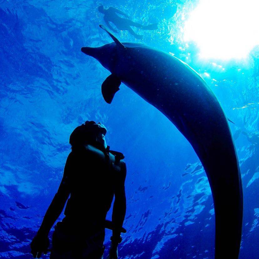 [Tokyo Ogasawara Island] Asia Galapagos Diving Heaven Ogasawara 7 Days 6 Nights Diving Tour