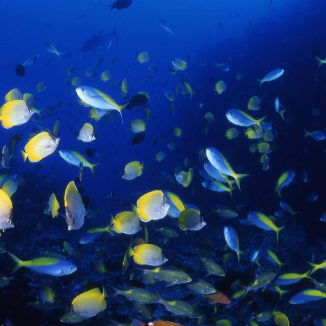 [Tokyo Ogasawara Island] Asia Galapagos Diving Heaven Ogasawara 7 Days 6 Nights Diving Tour