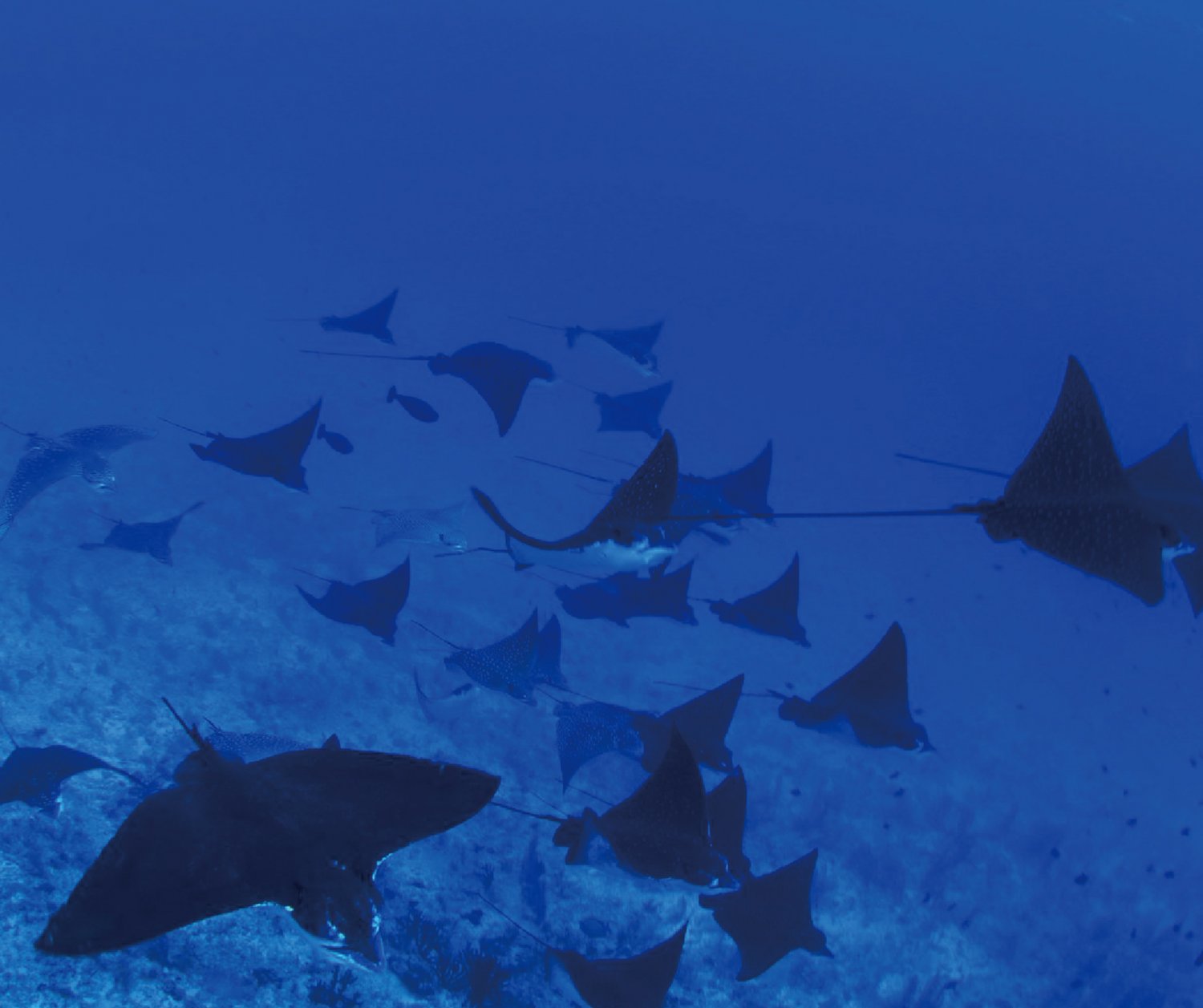 【Maldives】Liveaboard M/V Fun Azul II 5 Days / 8 Days
