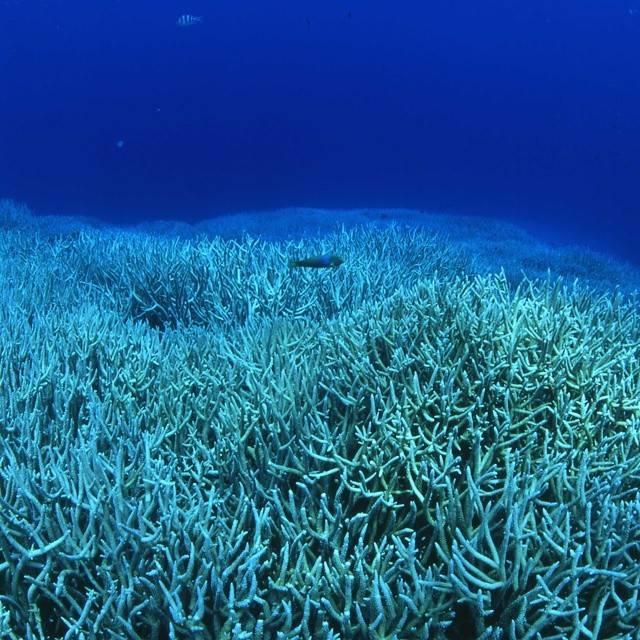 [Tokyo Ogasawara Island] Asia Galapagos Diving Heaven Ogasawara 7 Days 6 Nights Diving Tour