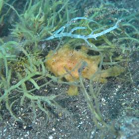 【Izu】Nature Inn Osekan Japan Diving Package