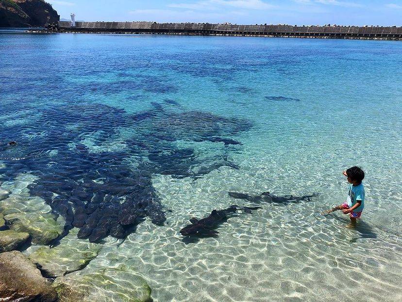 [Tokyo Ogasawara Island] Asia Galapagos Diving Heaven Ogasawara 7 Days 6 Nights Diving Tour