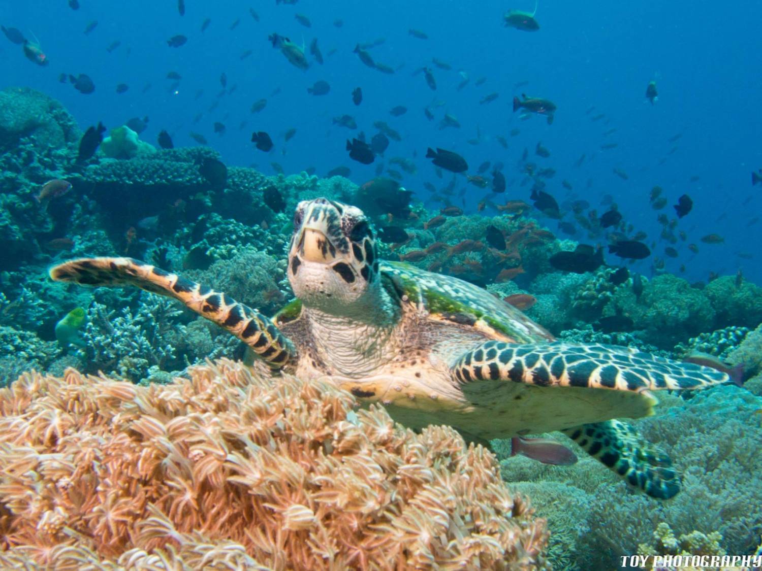 【Puerto Galera】Aura Diving Resort 5 days 4 nightsPhilippines Diving package