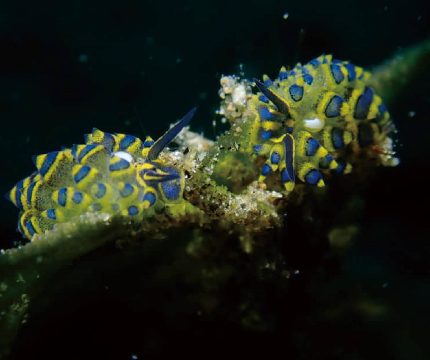 【Dumaguete】Azure Dive Resort Philippines Diving package