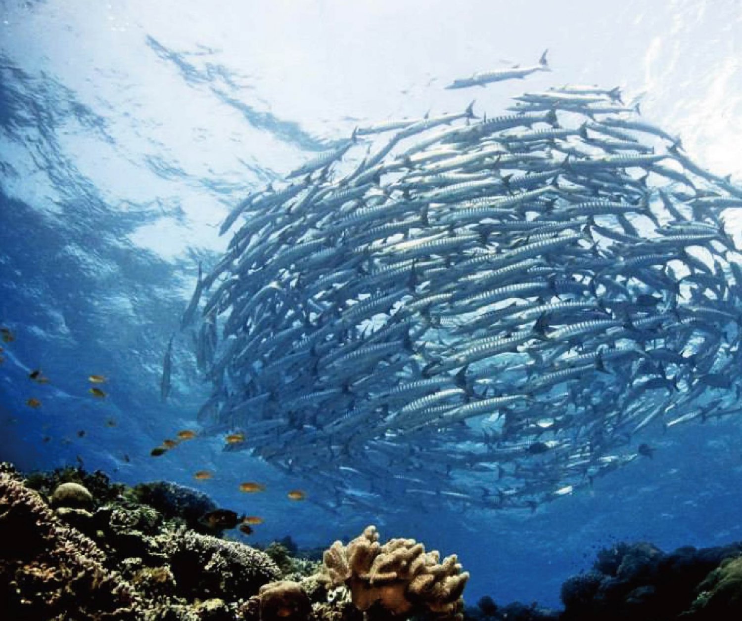 【Sipadan】Kapalai Dive Resort Malaysia Diving package
