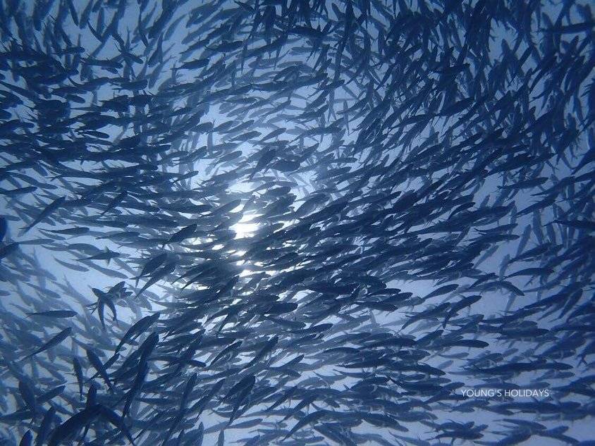 【Coron】2026年4月30日-5月6日 7日6夜 菲律賓科隆島潛水團 *隨團教練Berry