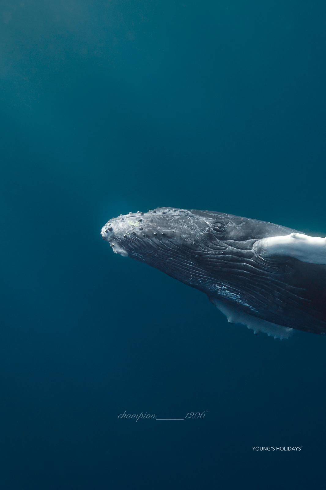 【沖繩潛水】2027年沖繩Okinawa與鯨魚共游Whale Swim旅行團(隨團教練-Berry)