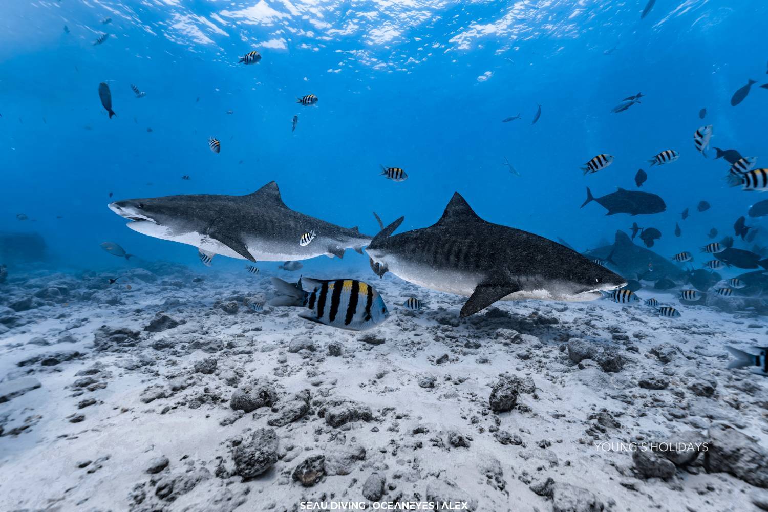 【Maldives】馬爾代夫 Cozy Scuba Club Fuvahmulah 虎鯊島潛水套票