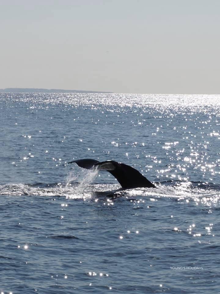 【沖繩潛水】2026年沖繩Okinawa與鯨魚共游Whale Swim旅行團(隨團教練-Berry)