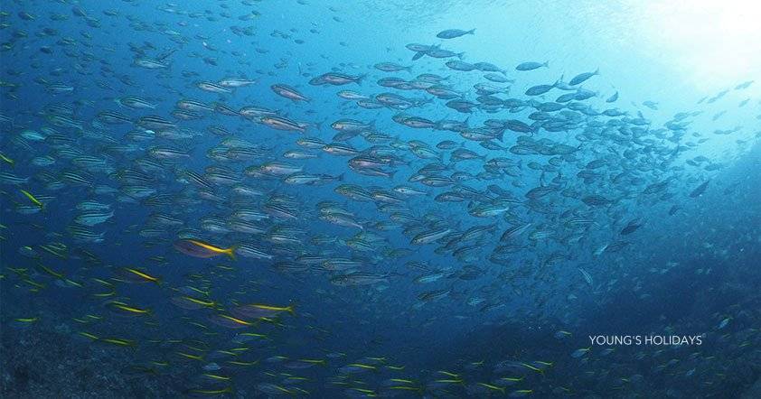 【伊豆】雲見 / 神子元島 與鎚頭鯊共游4日3夜日本潛水自由行套票