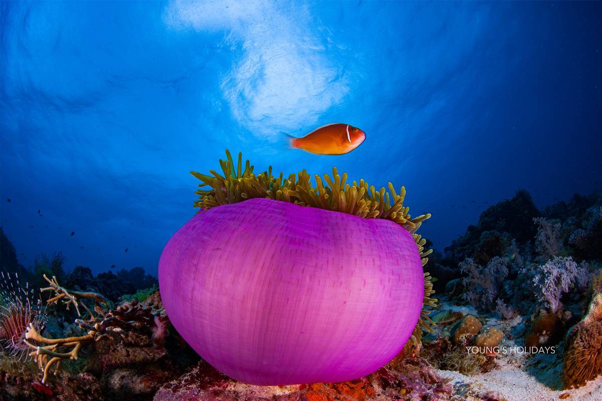 【Bohol】保和島/薄荷島 La Sirenita Dive Resort 5日4夜菲律賓潛水自由行套票