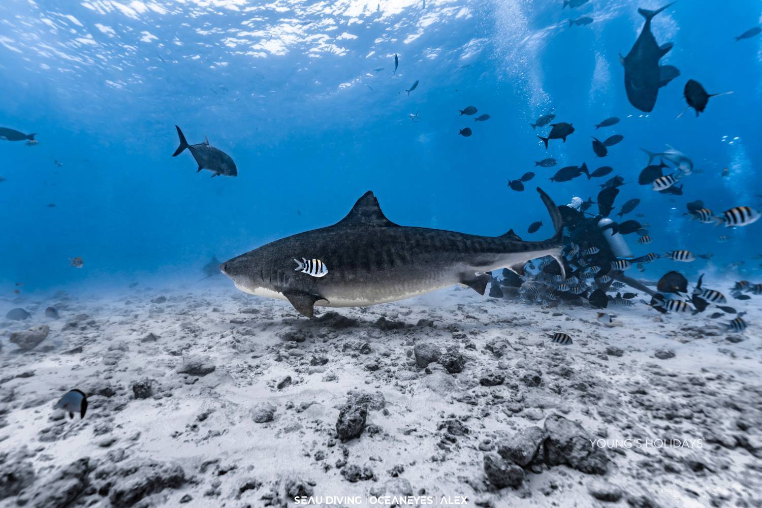 【Maldives】馬爾代夫 Cozy Scuba Club Fuvahmulah 虎鯊島潛水套票