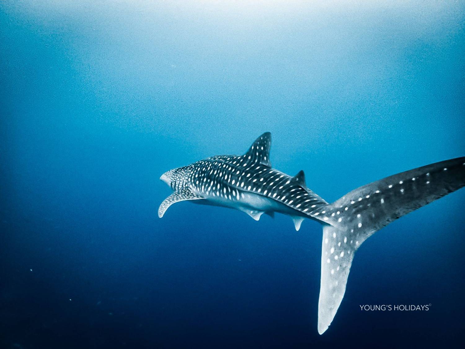 【Maldives】馬爾代夫 Cozy Scuba Club Fuvahmulah 虎鯊島潛水套票