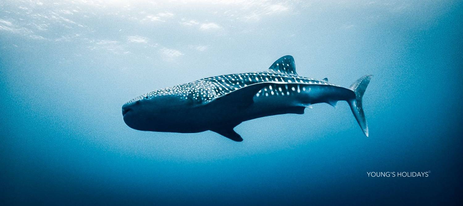 【Maldives】馬爾代夫 Cozy Scuba Club Fuvahmulah 虎鯊島潛水套票