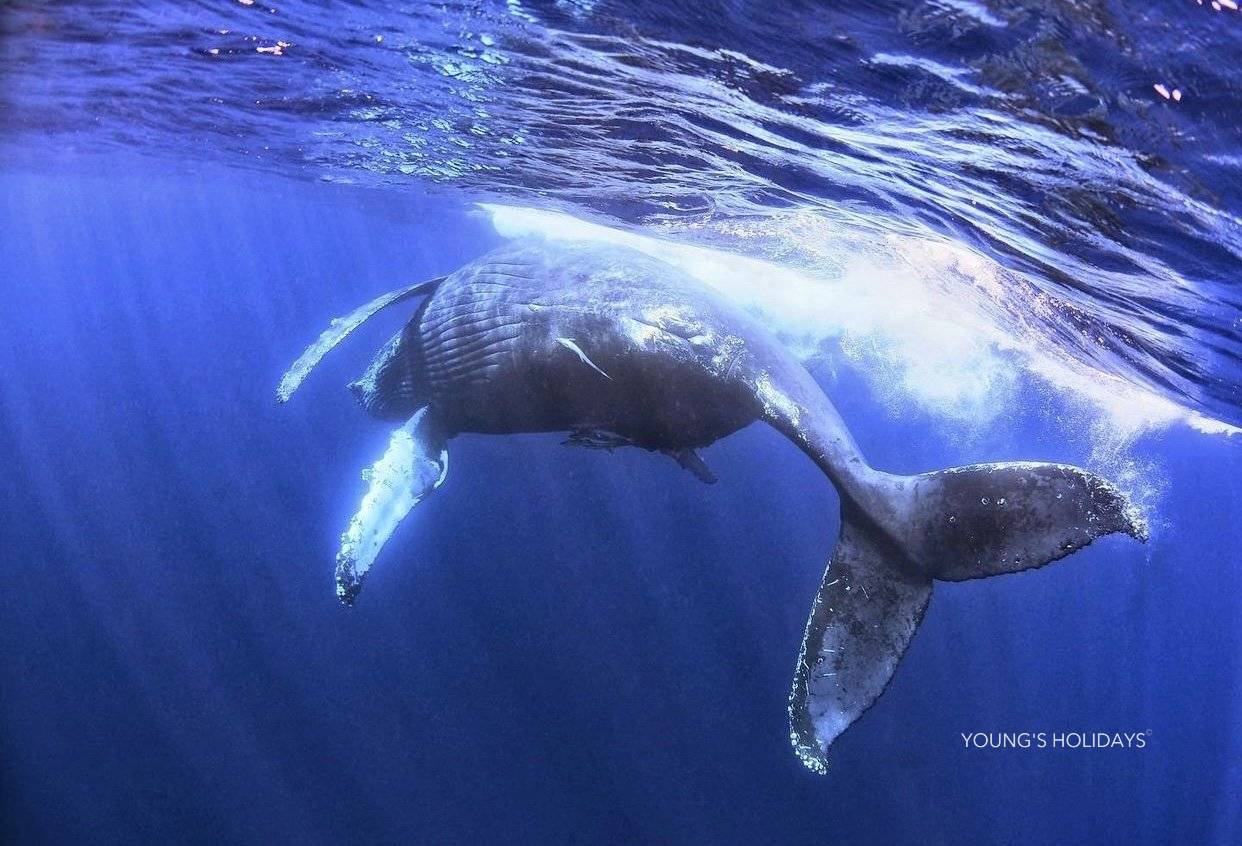 【沖繩潛水】2027年沖繩Okinawa與鯨魚共游Whale Swim旅行團(隨團教練-Berry)