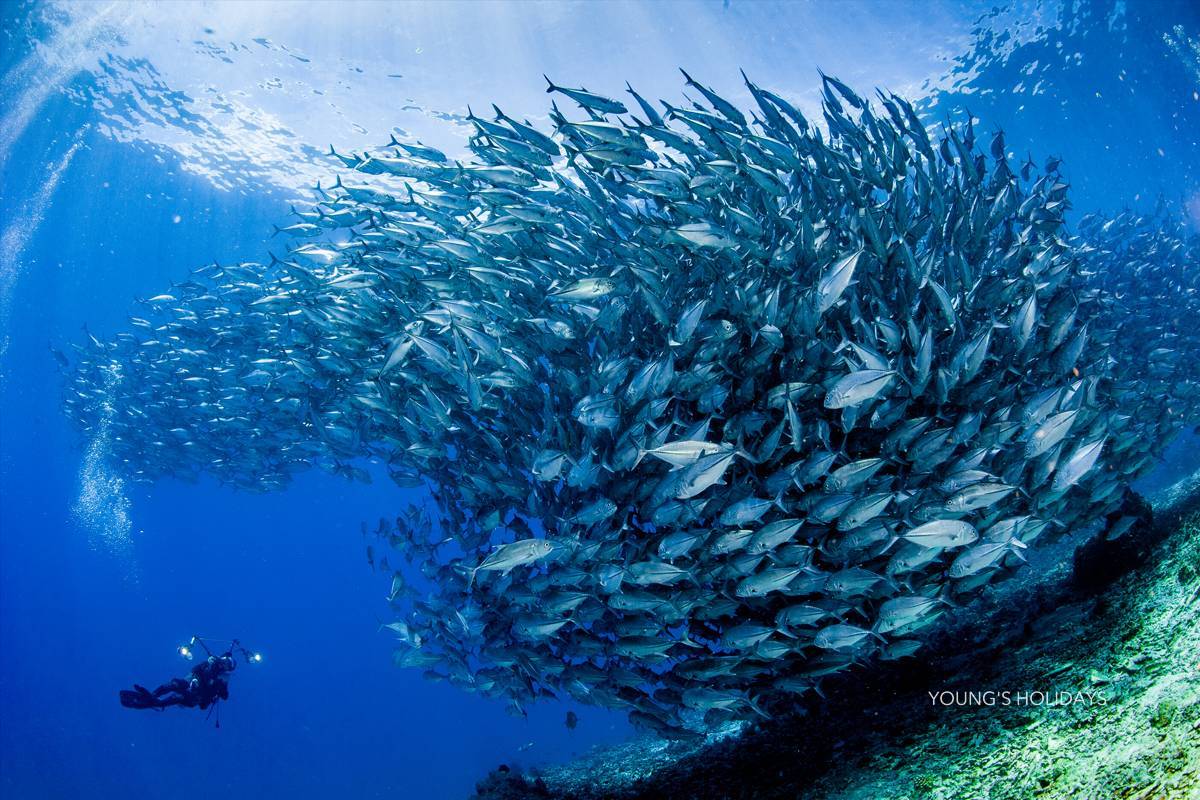 【Bohol】保和島/薄荷島 La Sirenita Dive Resort 5日4夜菲律賓潛水自由行套票