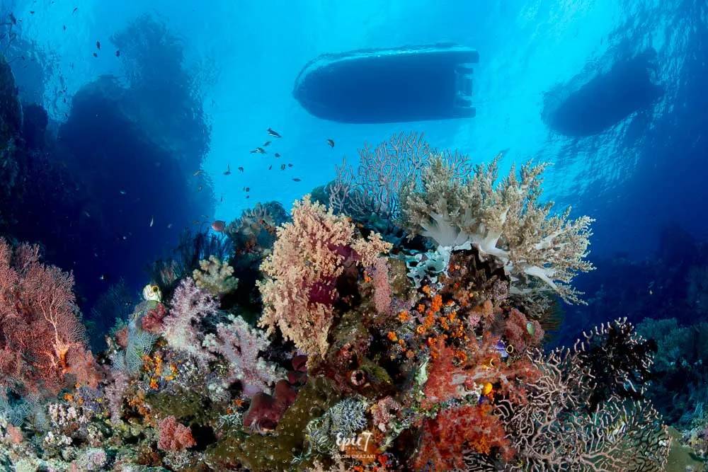【Indonesia】2026年8月31至9月6日 7日6夜 印尼科莫多 M/V CHENG HO船潛水團*隨團教練David sir