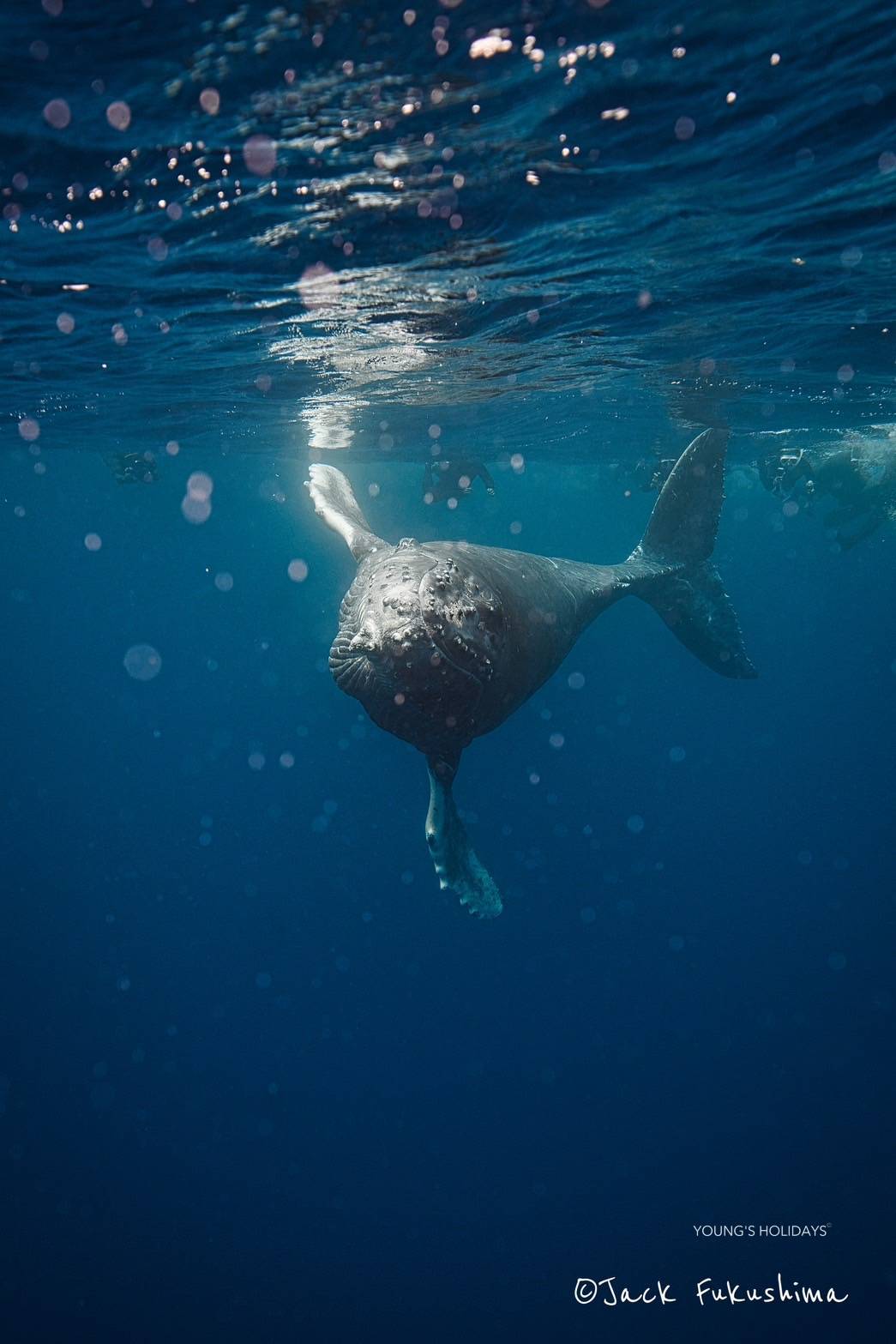 【沖繩潛水】2027年沖繩Okinawa與鯨魚共游Whale Swim旅行團(隨團教練-Berry)