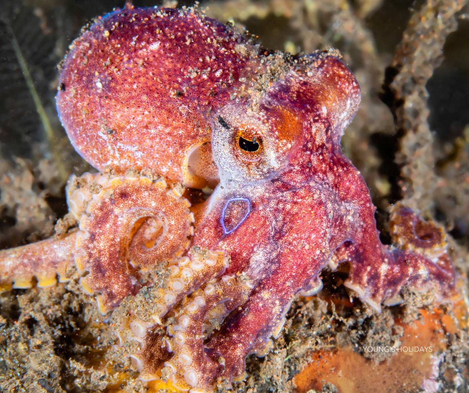 【Tulamben】土蘭奔Villa Markisa Dive Resort 印尼6日5夜潛水自由行套票