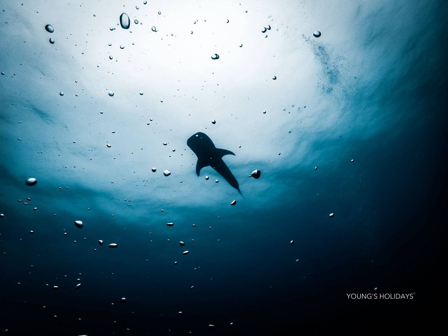 【Maldives】馬爾代夫 Cozy Scuba Club Fuvahmulah 虎鯊島潛水套票