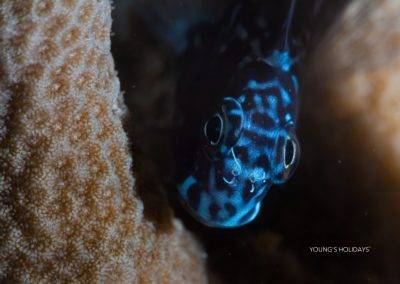 【Derawan】加里曼達拉灣Derawan Dive Lodge 5日4夜潛水自由行套票