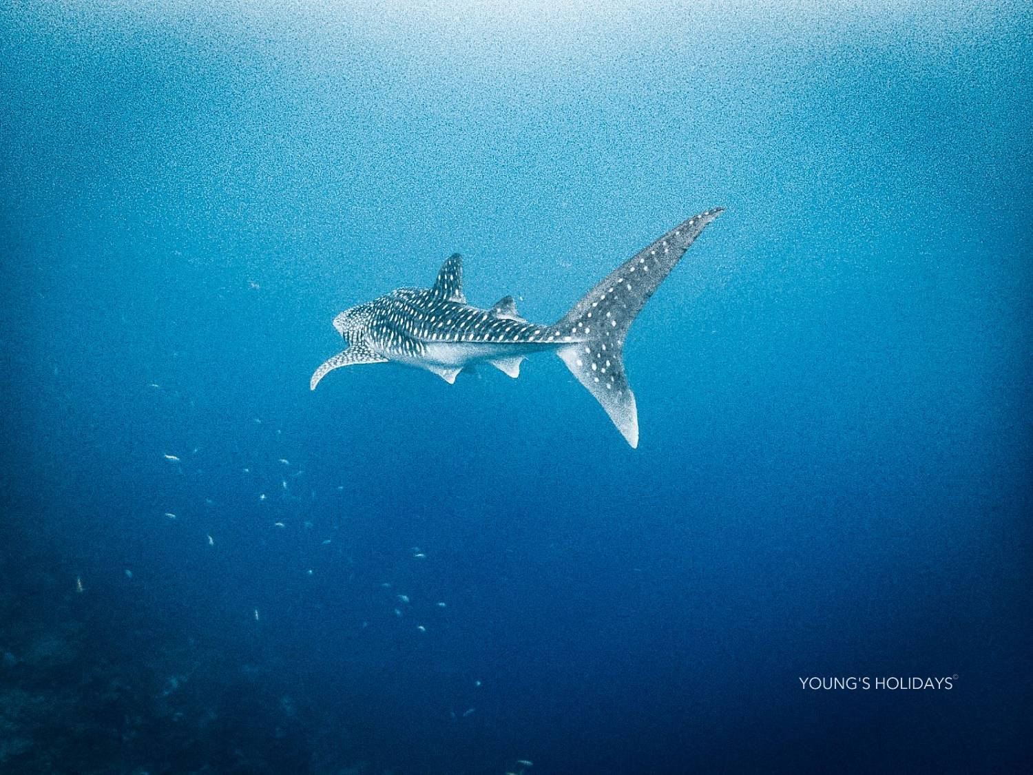 【Maldives】馬爾代夫 Cozy Scuba Club Fuvahmulah 虎鯊島潛水套票