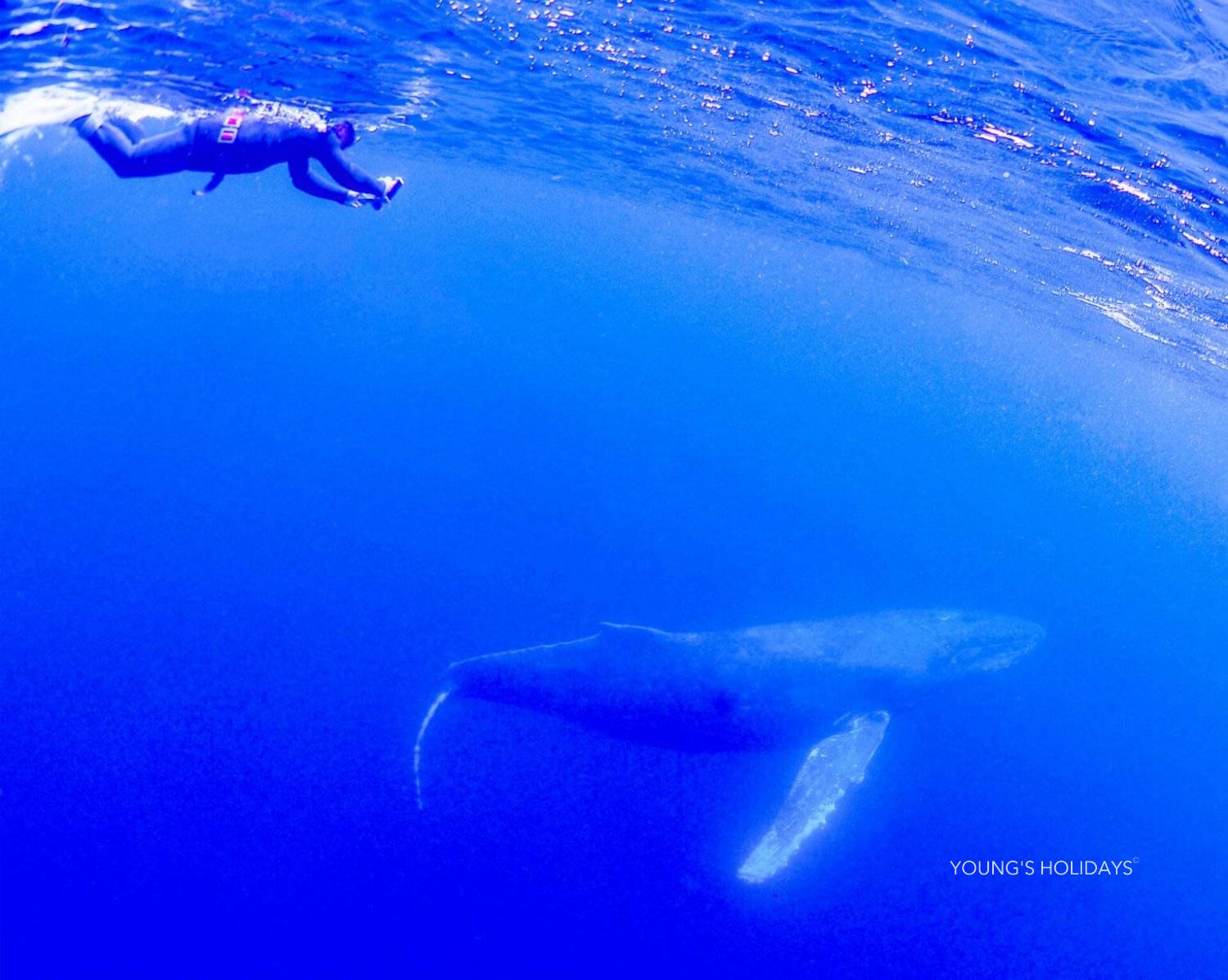 【沖繩潛水】2027年沖繩Okinawa與鯨魚共游Whale Swim旅行團(隨團教練-Berry)