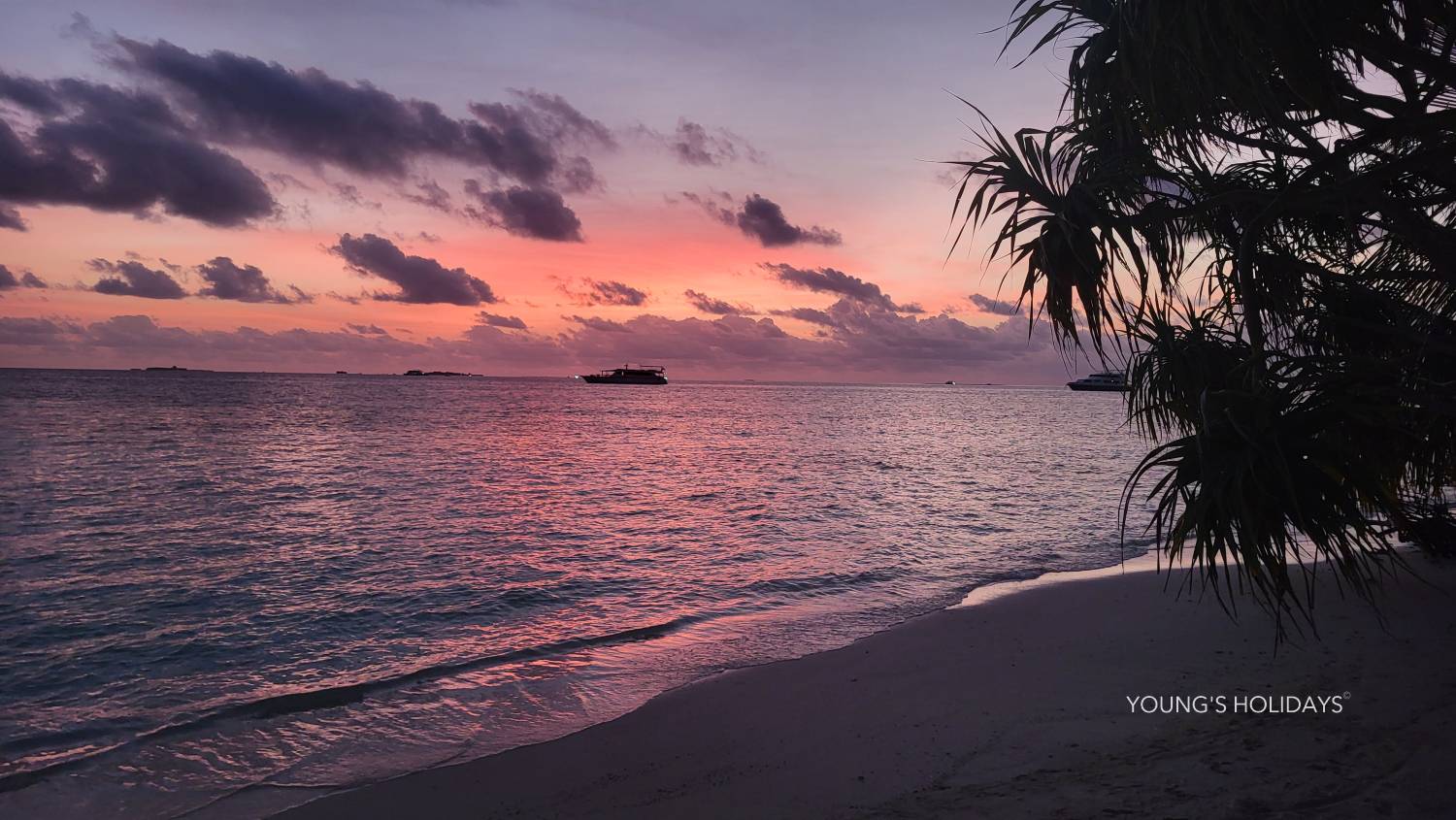 【Maldives】馬爾代夫 Cozy Art Dhangethi 虎鯊島潛水套票