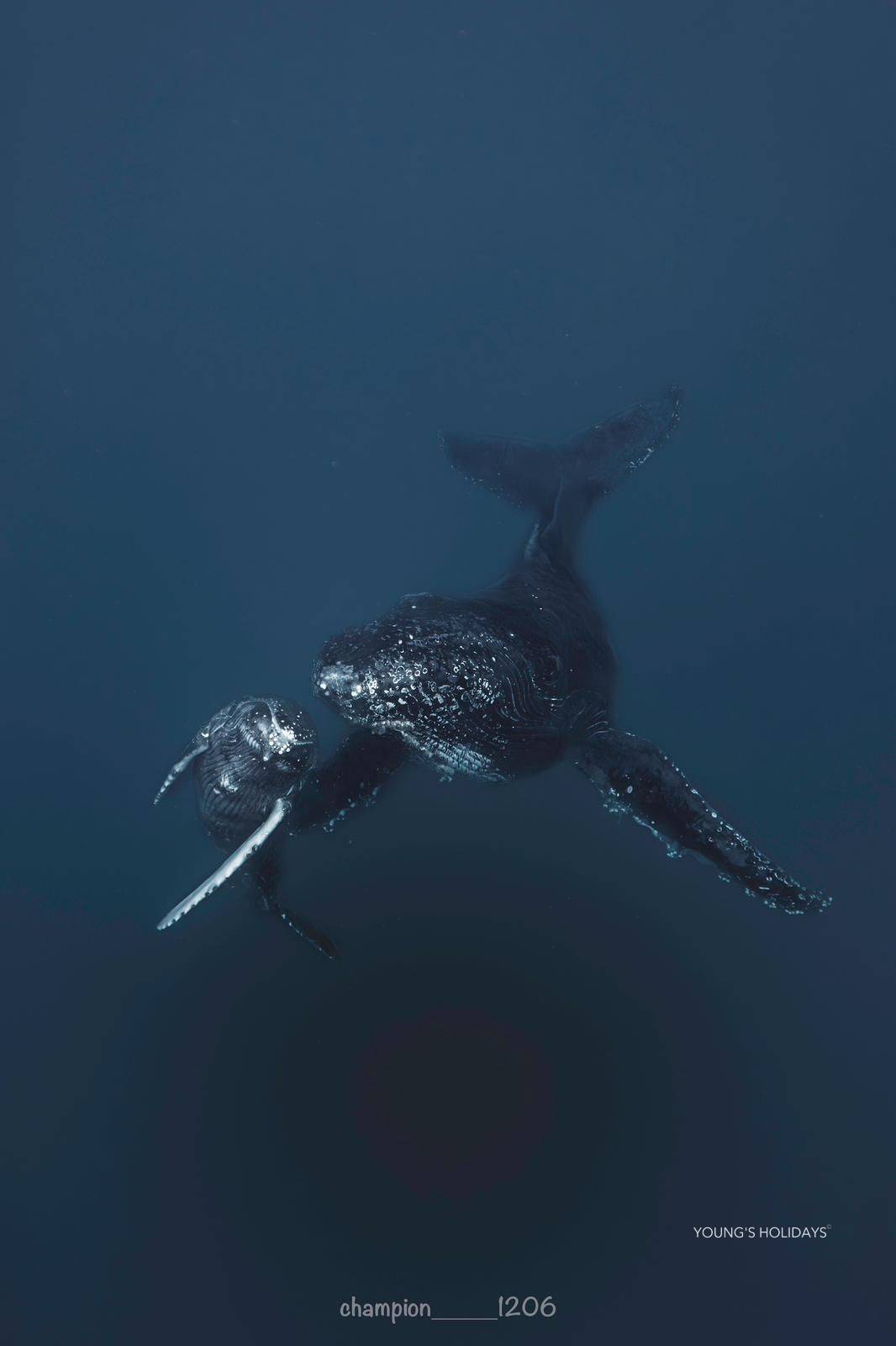 【沖繩潛水】2027年沖繩Okinawa與鯨魚共游Whale Swim旅行團(隨團教練-Berry)