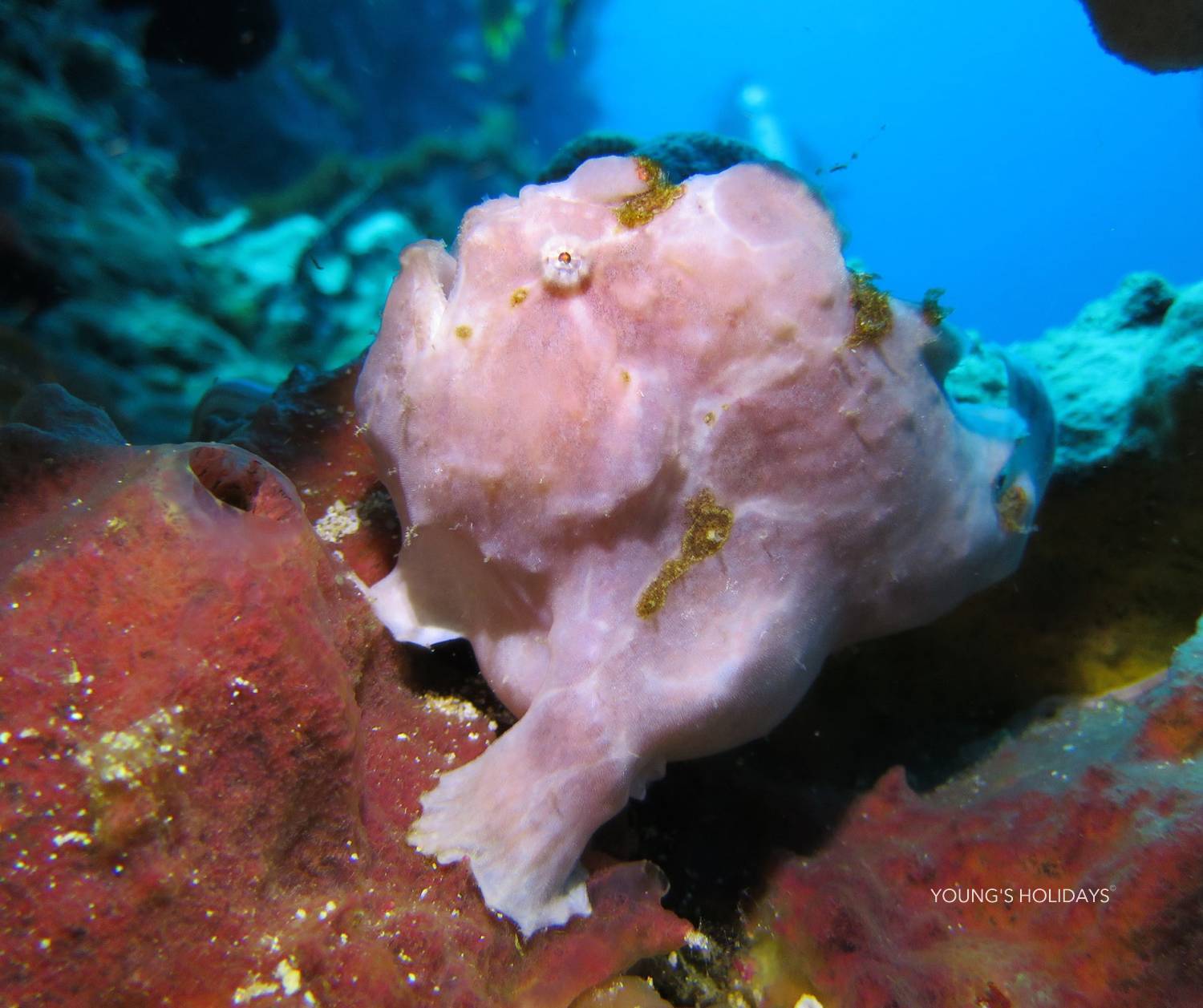 【Manado】美娜多 Bastianos Bunaken Dive Resort印尼潛水自由行套票