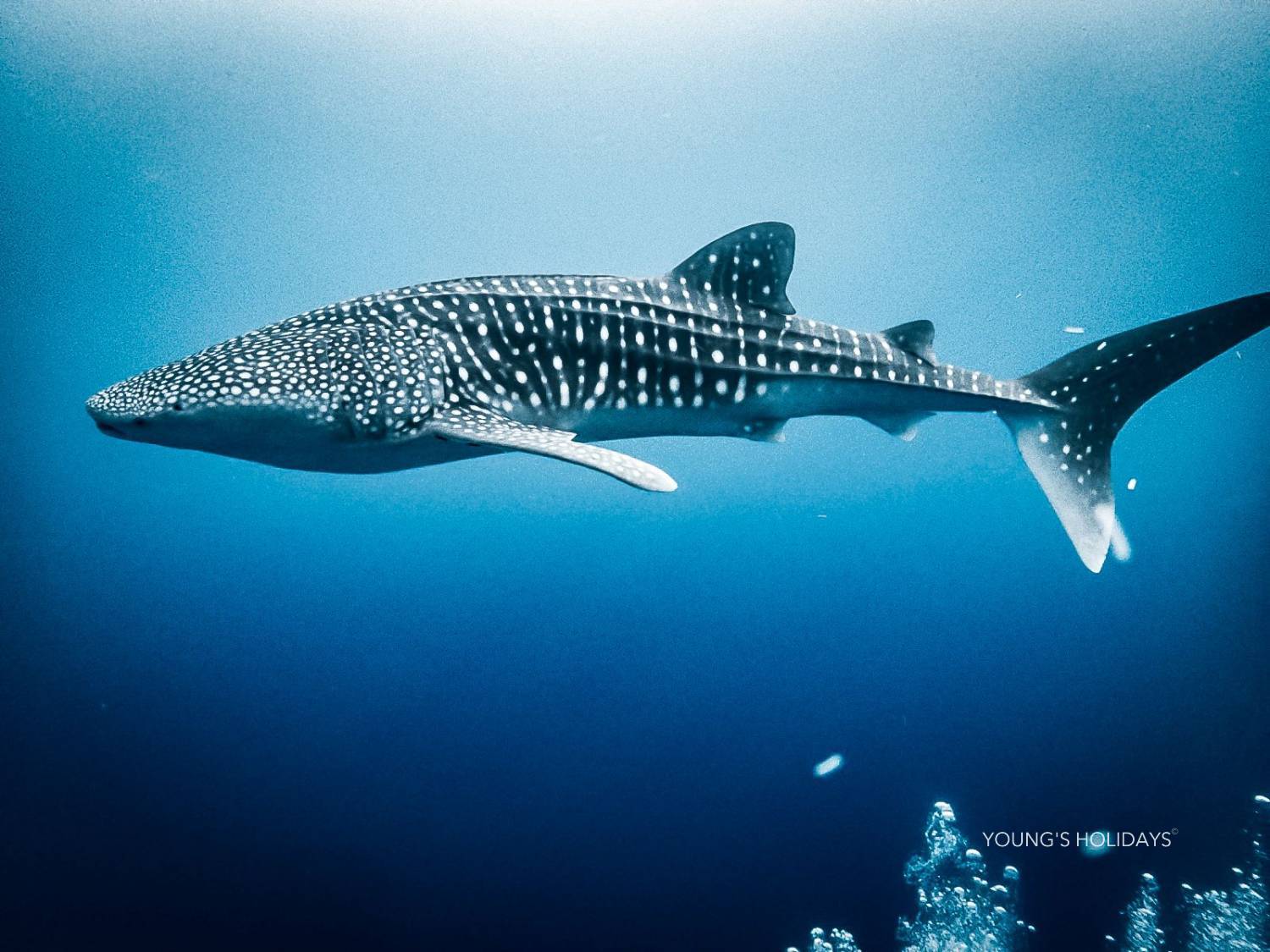 【Maldives】馬爾代夫 Cozy Scuba Club Fuvahmulah 虎鯊島潛水套票